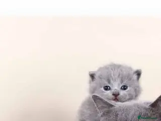 British Shorthair cats British shorthair - Advert 7