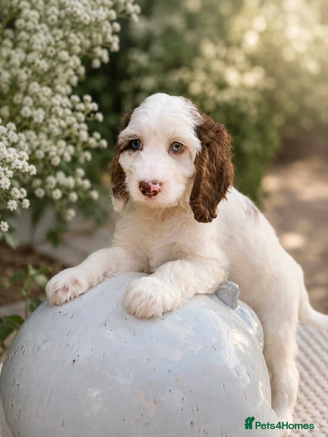 Cockapoo dogs Stunning unusual cockapoos  - Advert 1