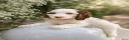 Cockapoo dogs for sale: Stunning unusual cockapoos  - Advert 1
