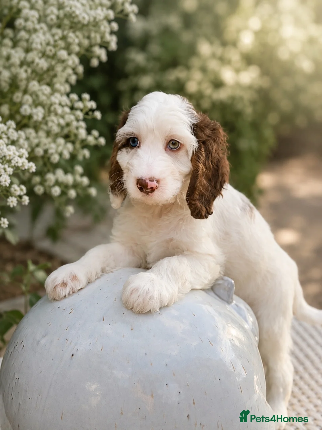 Cockapoo dogs for sale: Stunning unusual cockapoos  - Advert 1