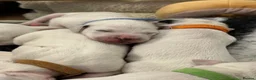 Dalmatian dogs for sale: Dalmatian Puppies  - Advert 2