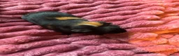 Guinea Pig rodents for sale: 2 females and 4 males for sale  - Advert 11