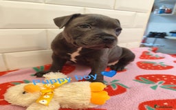 Staffordshire Bull Terrier dogs for sale: Blue Staffordshire Bull Terrier - Image 5