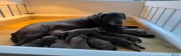 Labrador Retriever dogs for sale: KC Charcoal Labs | Vaccinated | Ready Now - Advert 2