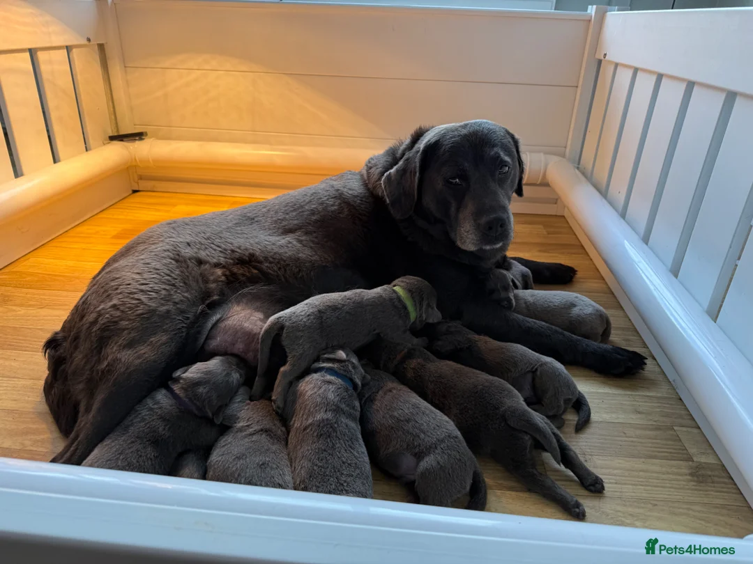 Labrador Retriever dogs for sale: KC Charcoal Labs | Vaccinated | Ready Now - Advert 2