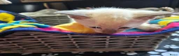 Burmese cats for sale: 2 choclete Mink Registered Pedigree kittens - Advert 7