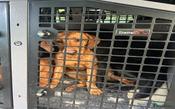 Labrador Retriever dogs for sale: 7 month old lab  - Image 3