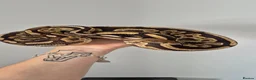 Python Snake reptiles for sale: Various ball (royal) pythons. - Advert 2