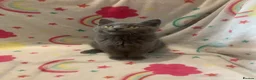 Scottish Fold cats for sale: Lovely & Energetic, Blue Scottish Straight Kitten! - Advert 11