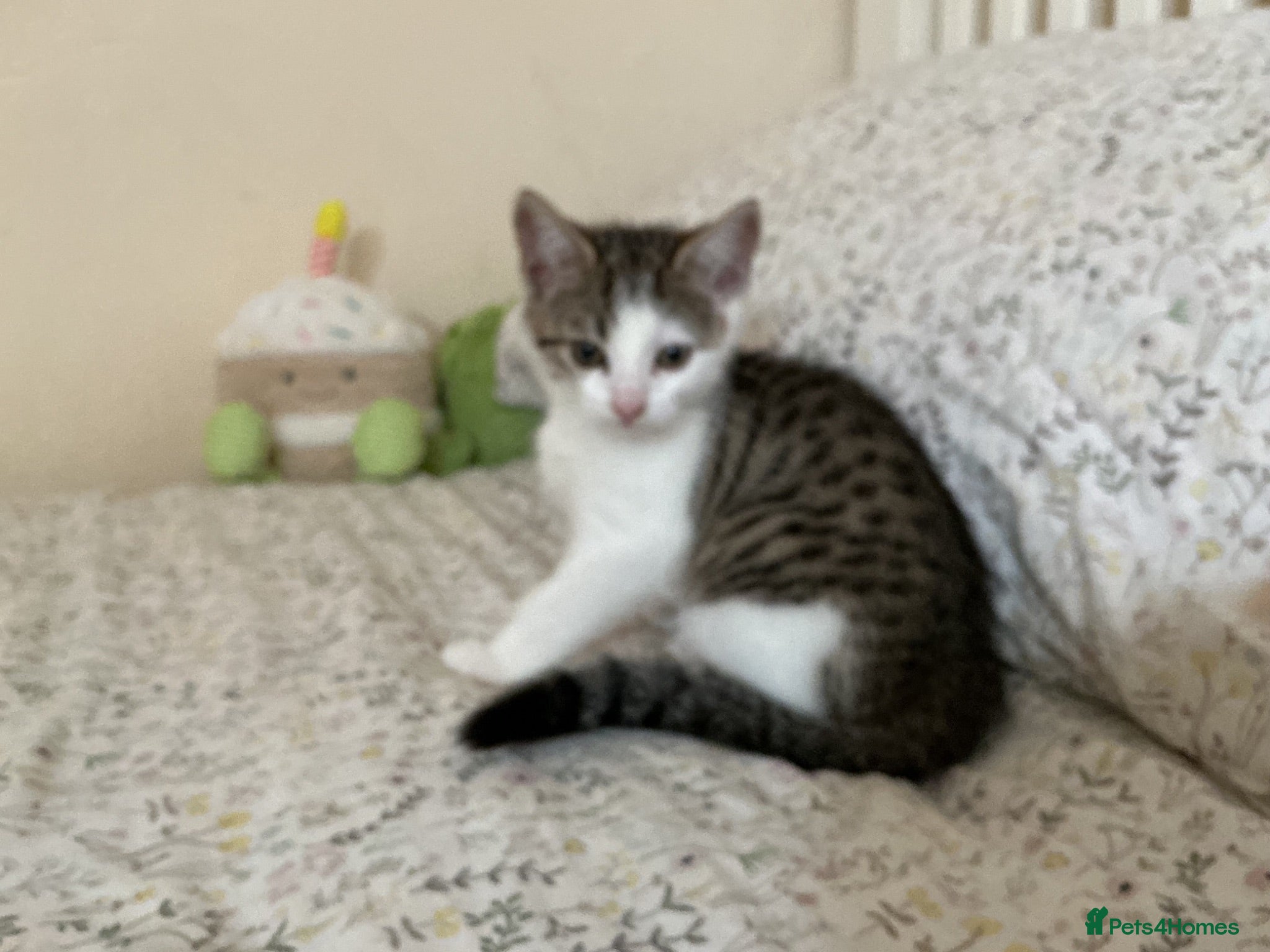 Mixed Breed cats 4 adorable kittens, looking for their new homes - Advert 1