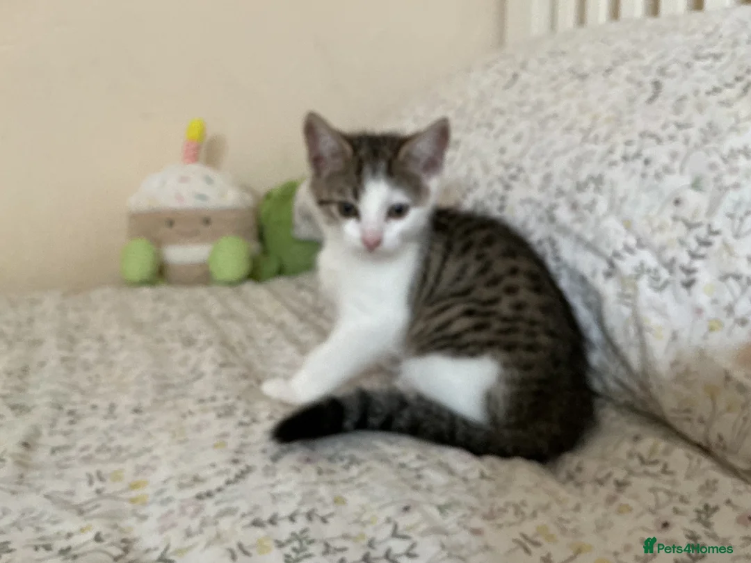 Mixed Breed cats for sale: 4 adorable kittens, looking for their new homes in Bedford - Advert 1