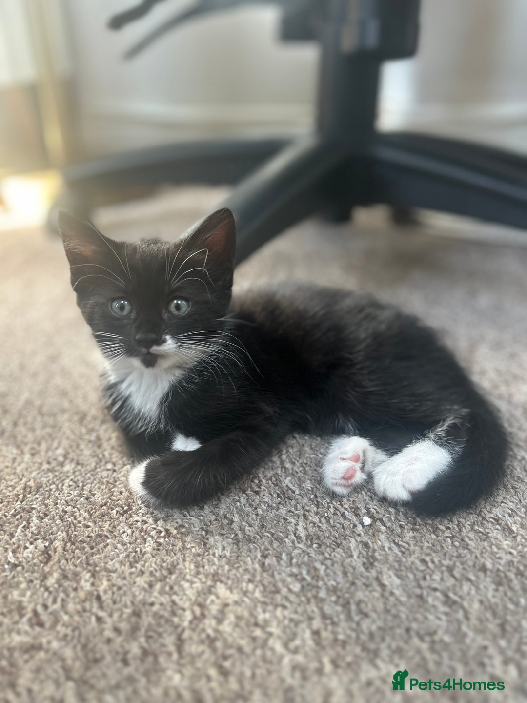 British Shorthair cats for sale: Fluffy 9-Week-Old Kittens – 1 Girl & 3 Boys Ready - Image 9