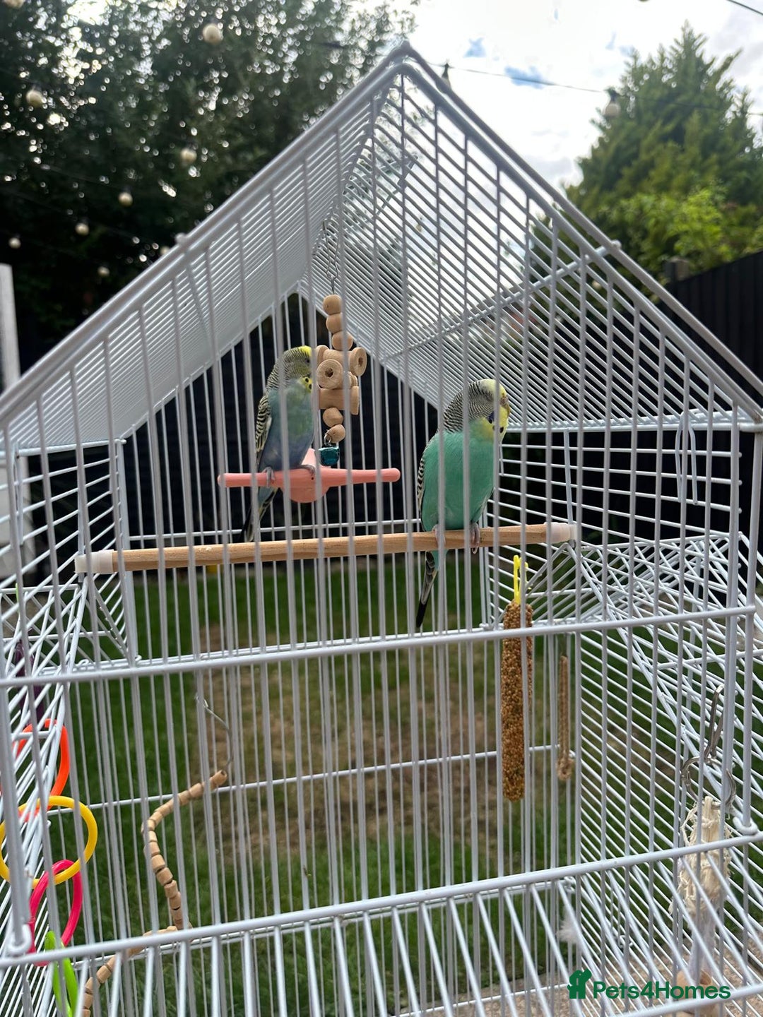 Budgerigars birds for sale: Male and Female budgies with Cage and Accessories - Image 7