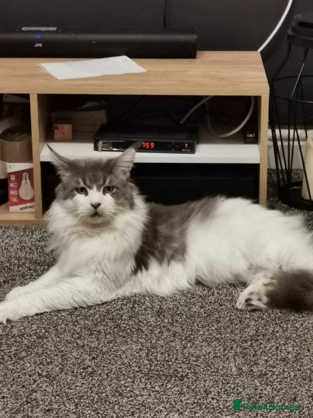 Maine Coon cats for sale: Beautiful Maine Coon kittens  - Advert 16