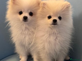 Pomeranian dogs 🌸Mini White Pomeranian Puppies – Last Girls! 🌸 - Advert 9