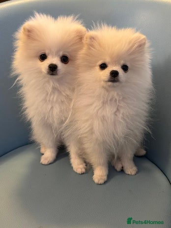 Pomeranian dogs 🌸Mini White Pomeranian Puppies – Last Girls! 🌸 - Advert 4