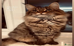 Maine Coon cats for sale: Mainecoon Kittens  - Image 7