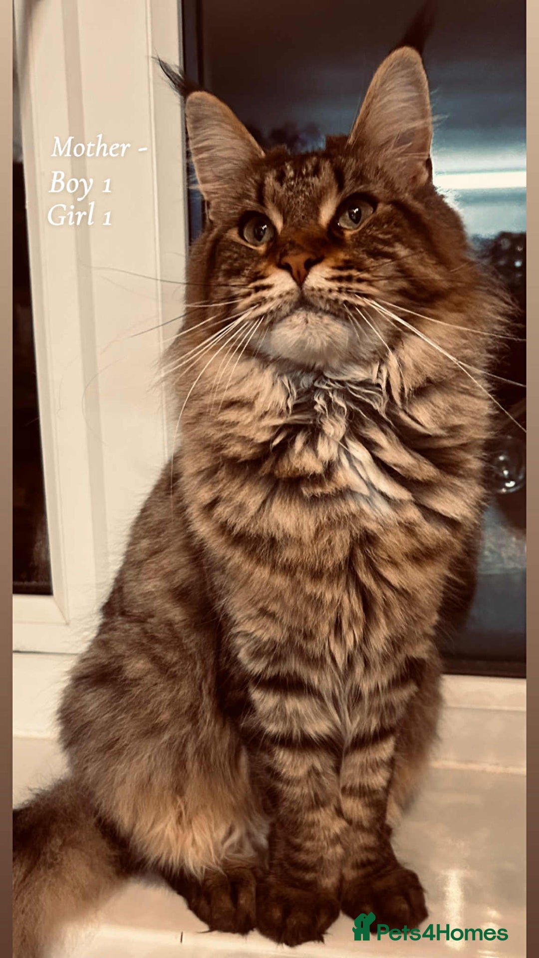 Maine Coon cats for sale: Mainecoon Kittens  - Image 7