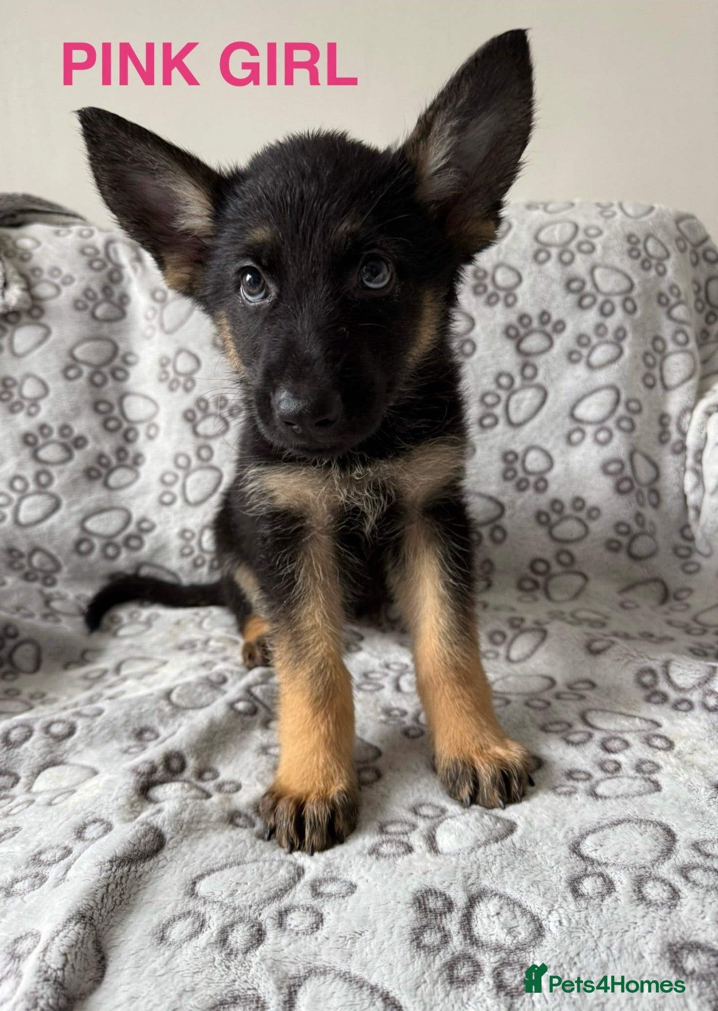German Shepherd dogs 2 Girls, 1 boy, health tested german shepherds  - Advert 2
