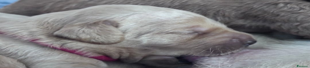 Labradoodle Puppy 3