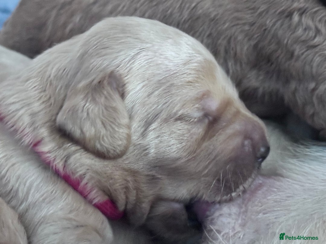 Labradoodle dogs for sale: F1b Labradoodle puppies - Image 4