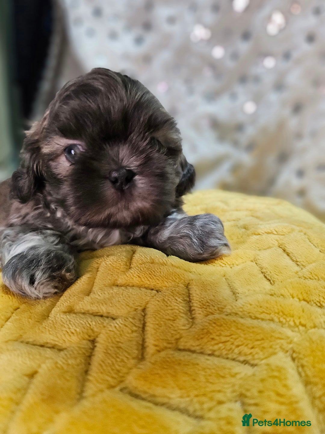 Shih Tzu dogs for sale: Adorable Shih I Puppies For Sale - 3 Boys & 1 Girl - Advert 12