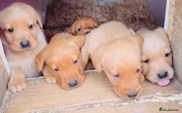 Labrador Retriever dogs for sale: Gorgeous KC Labrador puppies  - Image 8