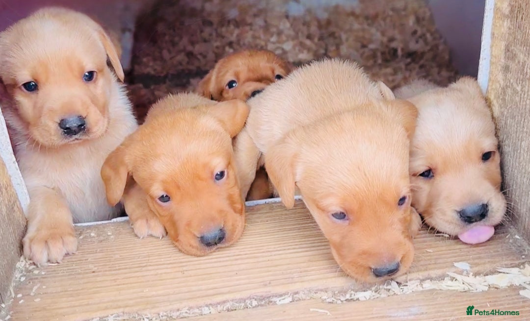 Labrador Retriever dogs for sale: Gorgeous KC Labrador puppies  - Image 8