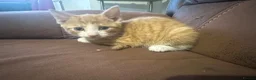 Mixed Breed cats for sale: Beautiful kittens - Advert 5