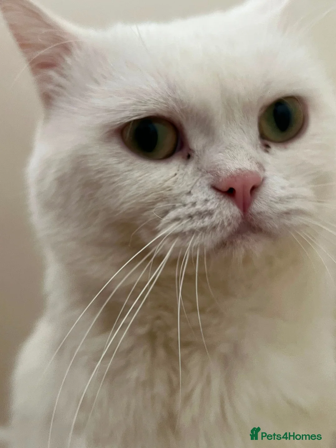 British Shorthair cats for sale: Pure British Short hair female kitten in Leicester - Advert 2