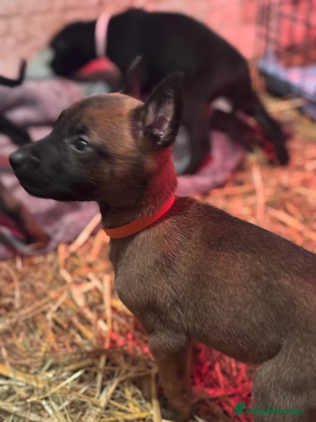 Belgian Shepherd Dog dogs for sale: Malinois Pups. Intentionally Bred as family dogs - Advert 5