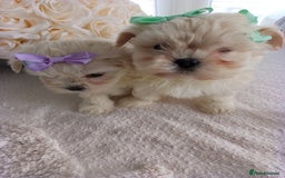 Mixed Breed dogs for sale: Maltese X Lhasa apso  - Image 13