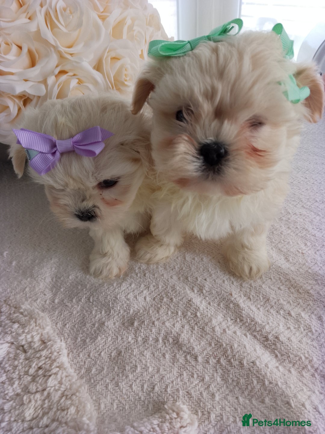 Mixed Breed dogs for sale: Maltese X Lhasa apso  - Image 13