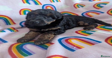 Miniature Poodle dogs - Advert 10