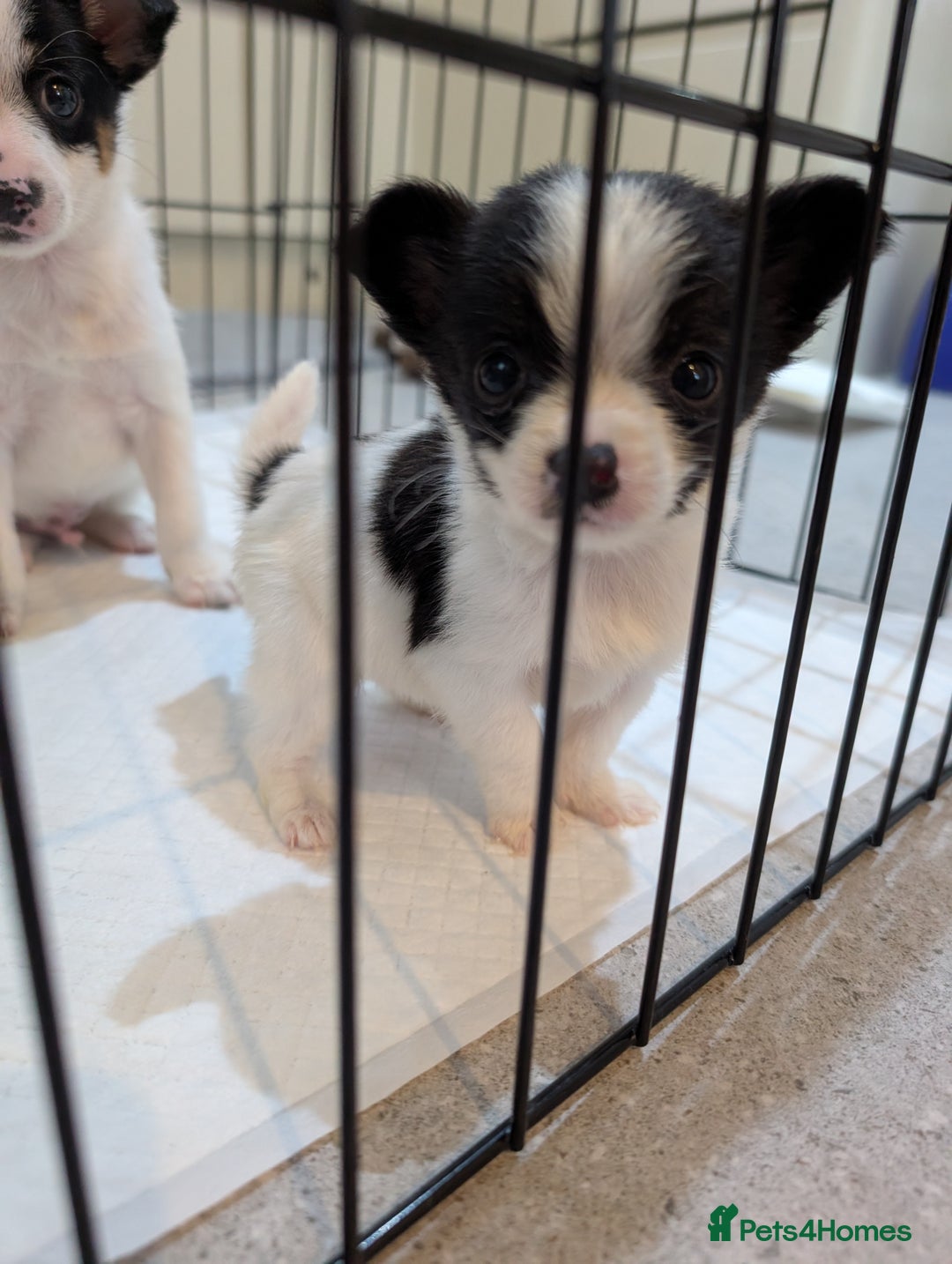 Jack Russell dogs for sale: Gorgeous miniature Jack Russell puppies  - Image 6