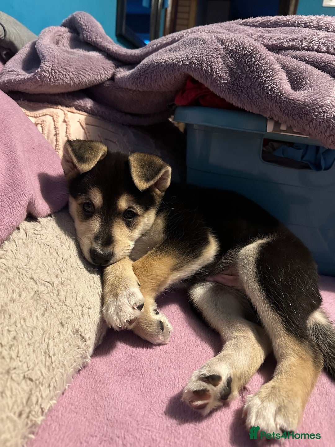 Mixed Breed dogs for sale: Gorgeous pups  - Advert 21