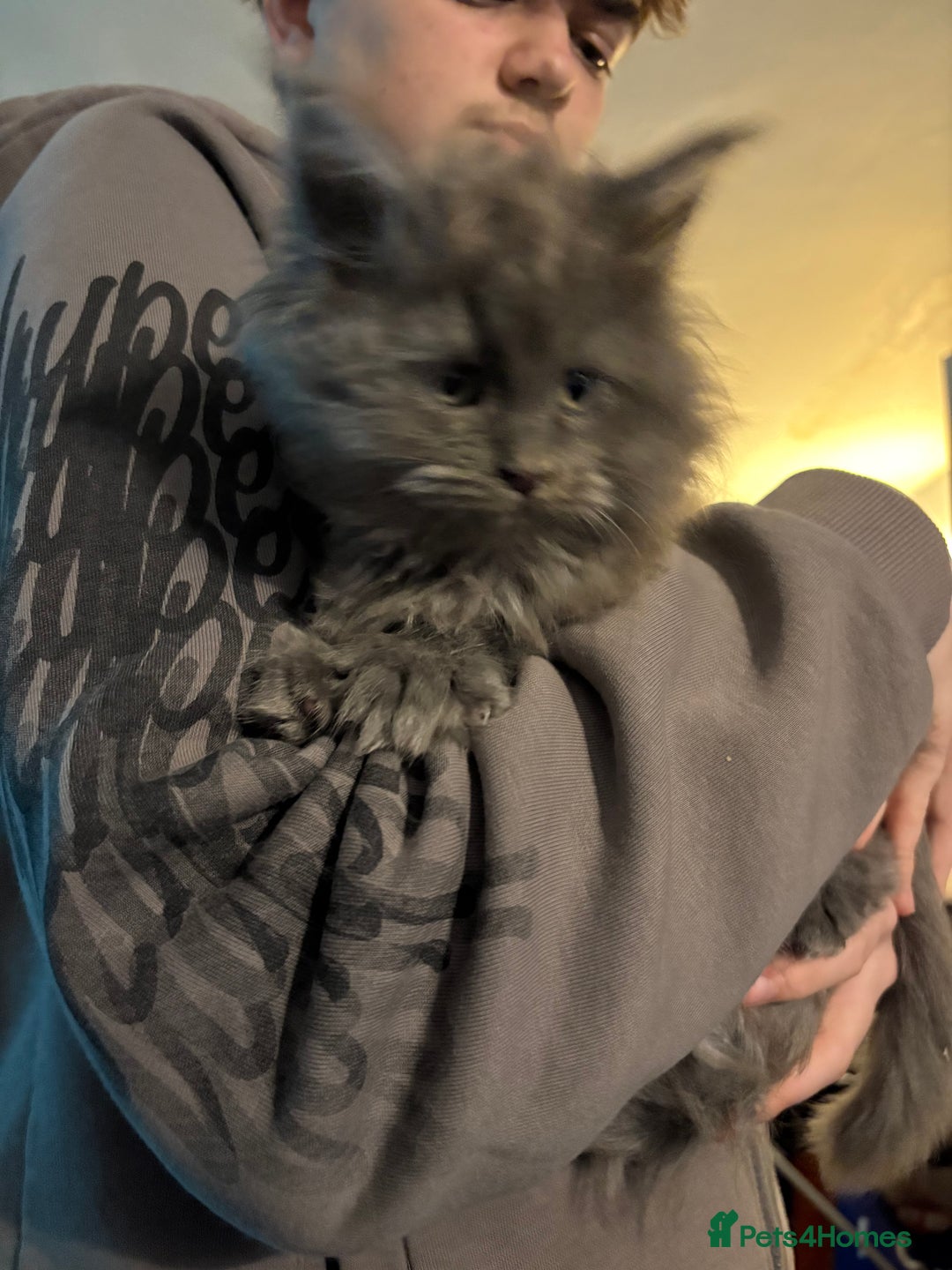 Maine Coon cats for sale: A lovely mc fluffy big solid blue boy - Advert 6