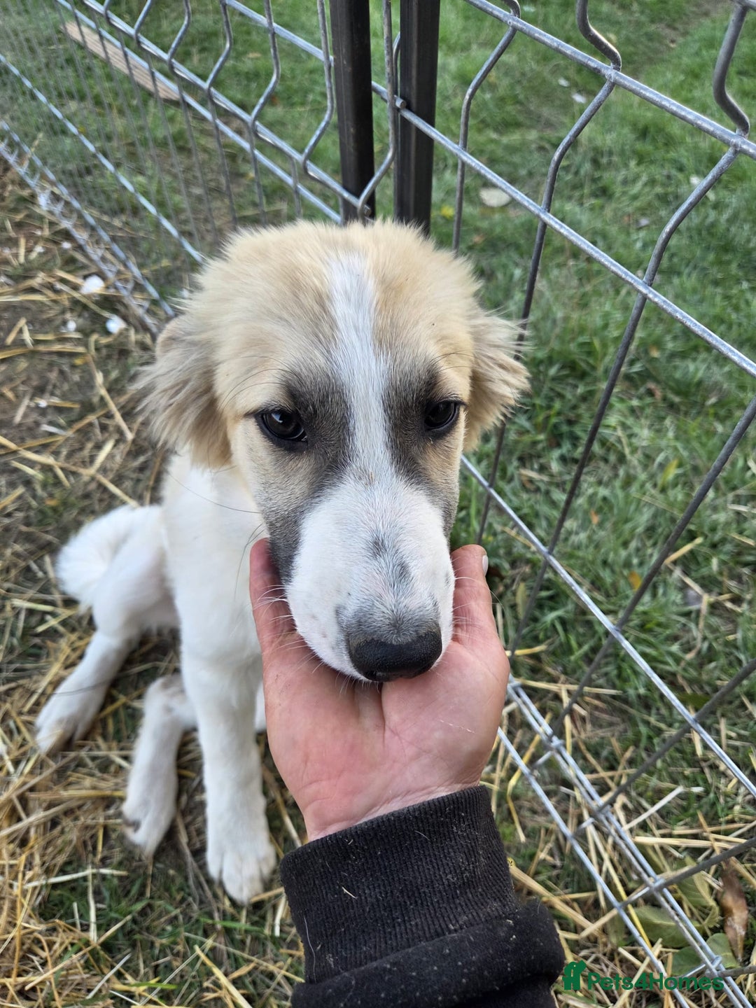Mixed Breed dogs for adoption: Cleo - Gentle, Observant & Full of Heart 💛🐾 - Advert 3