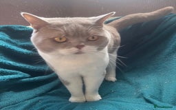 British Shorthair cats for sale: Meet Our 4 Little British Shorthair Ladies - Image 7