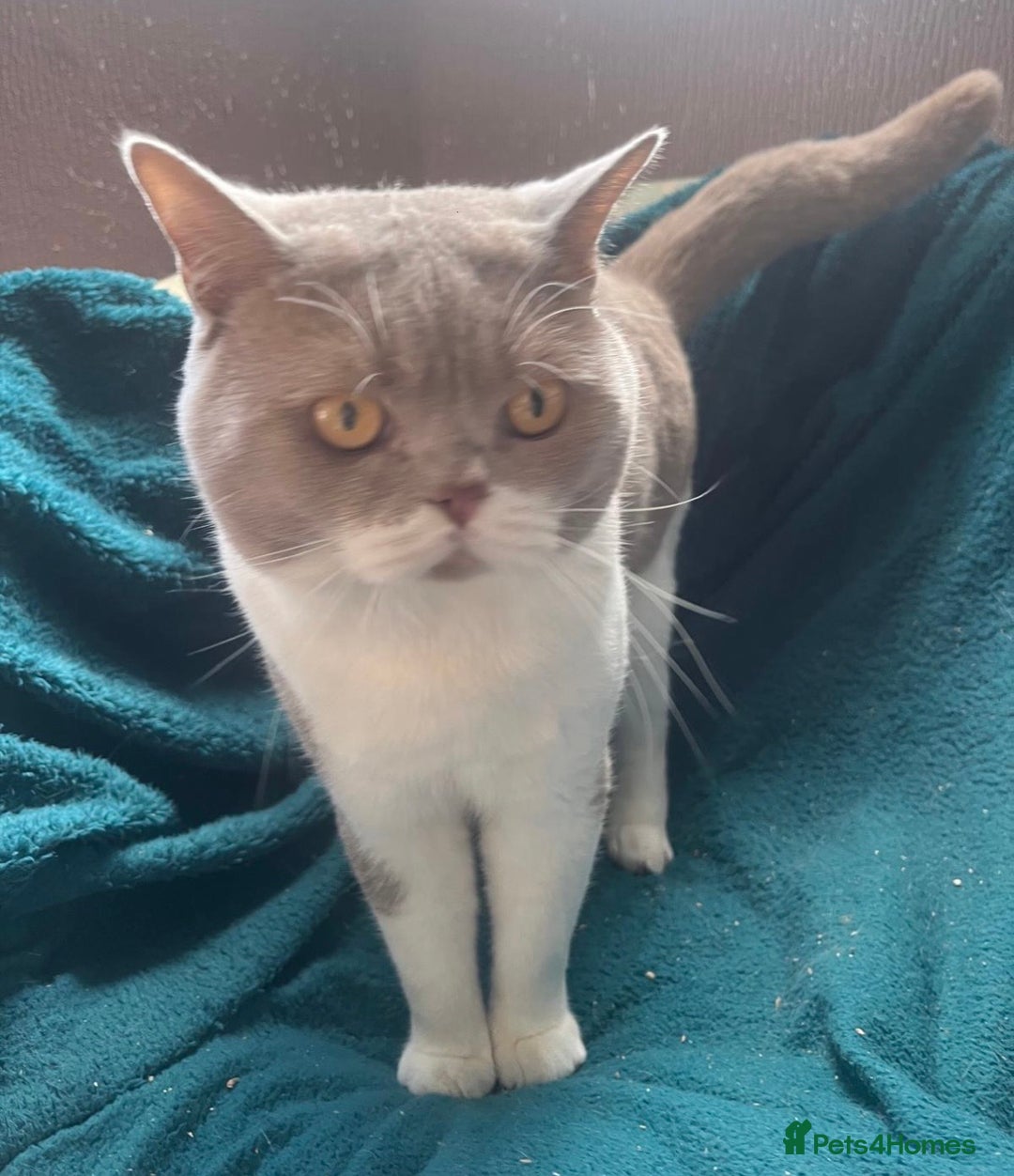 British Shorthair cats for sale: Meet Our 4 Little British Shorthair Ladies - Image 7