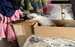 Ragdoll cats for sale: Adorable Ragdoll baby’s  - Image 26