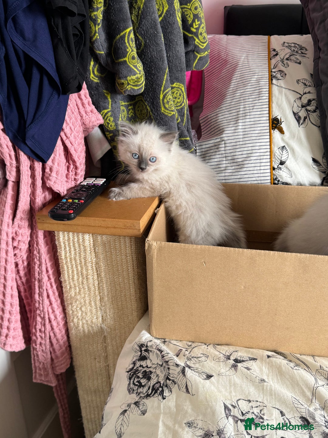 Ragdoll cats for sale: Adorable Ragdoll baby’s  - Image 26