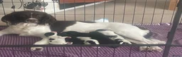 Sprocker dogs for sale: Beautiful litter of 6 sprocker spaniels  - Advert 2