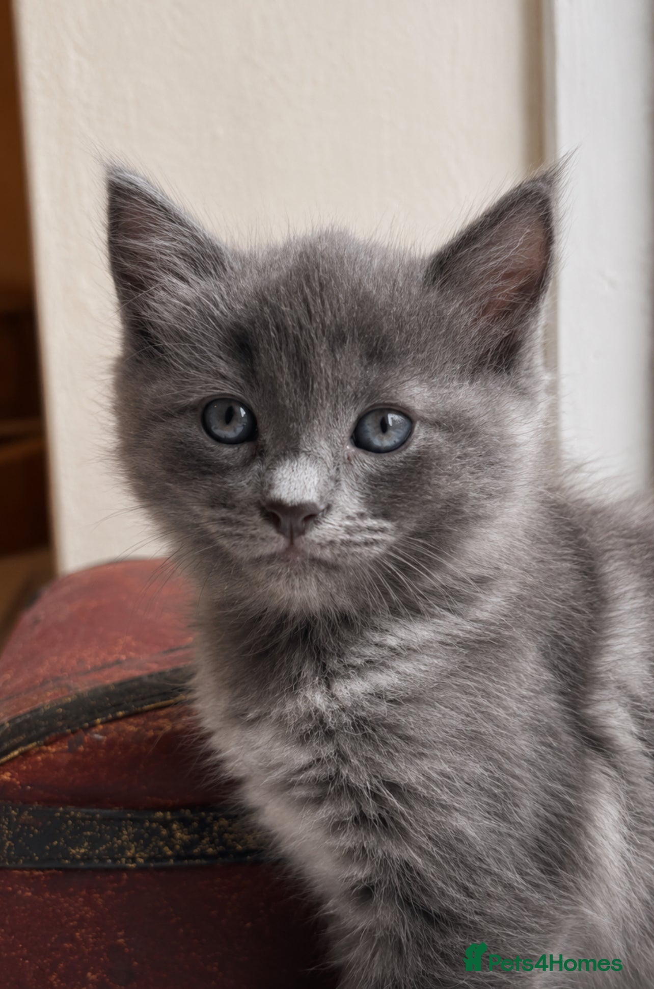 Mixed Breed cats for sale: Beautiful half ragdoll kittens 💖 - Advert 6