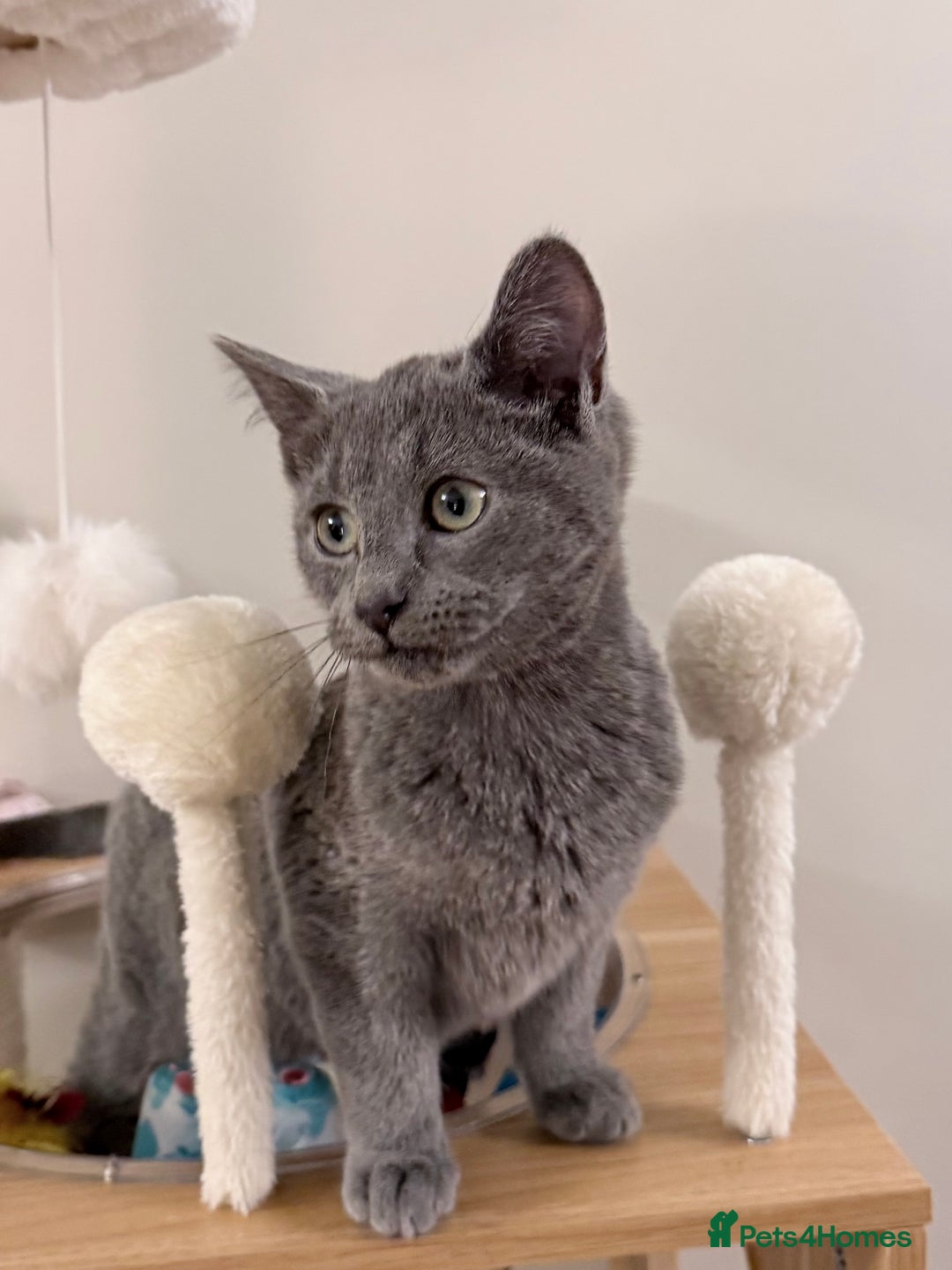 Russian Blue cats for sale: Pure Russian Blue Boy❄️ - Advert 21