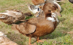 Ducks poultry for sale: 8-week old Cayuga x mini Silver Appleyard ducks - Image 10
