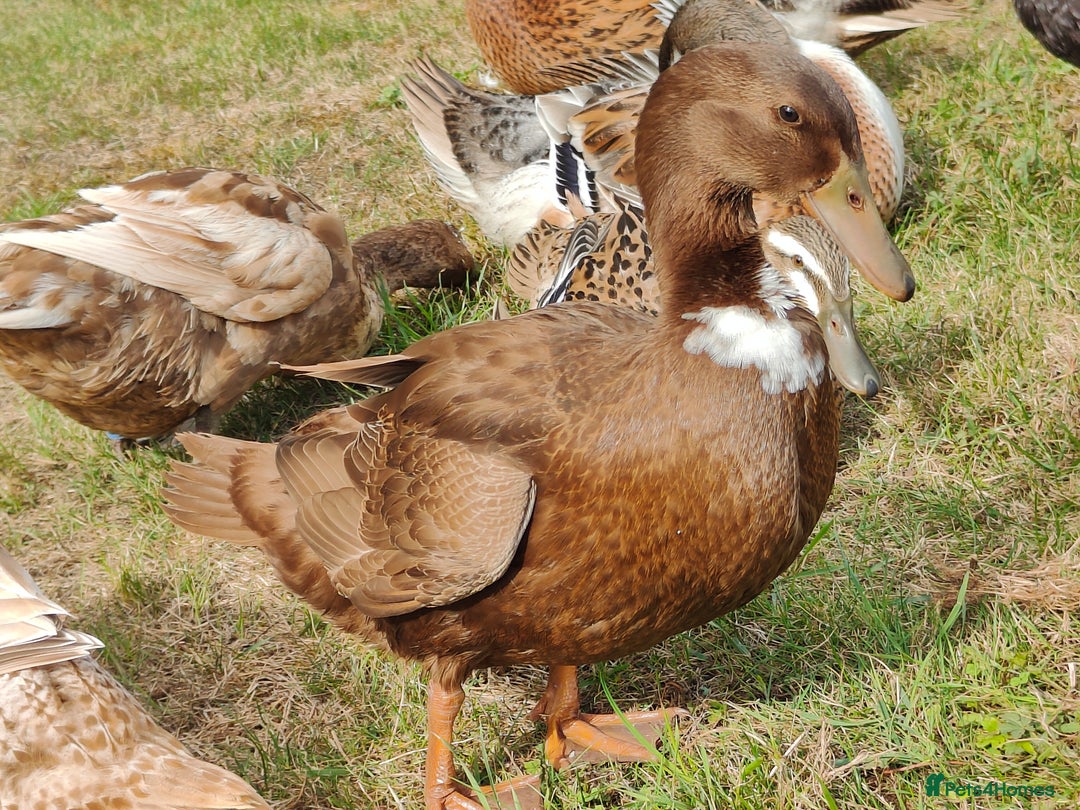 Ducks poultry for sale: 8-week old Cayuga x mini Silver Appleyard ducks - Image 10