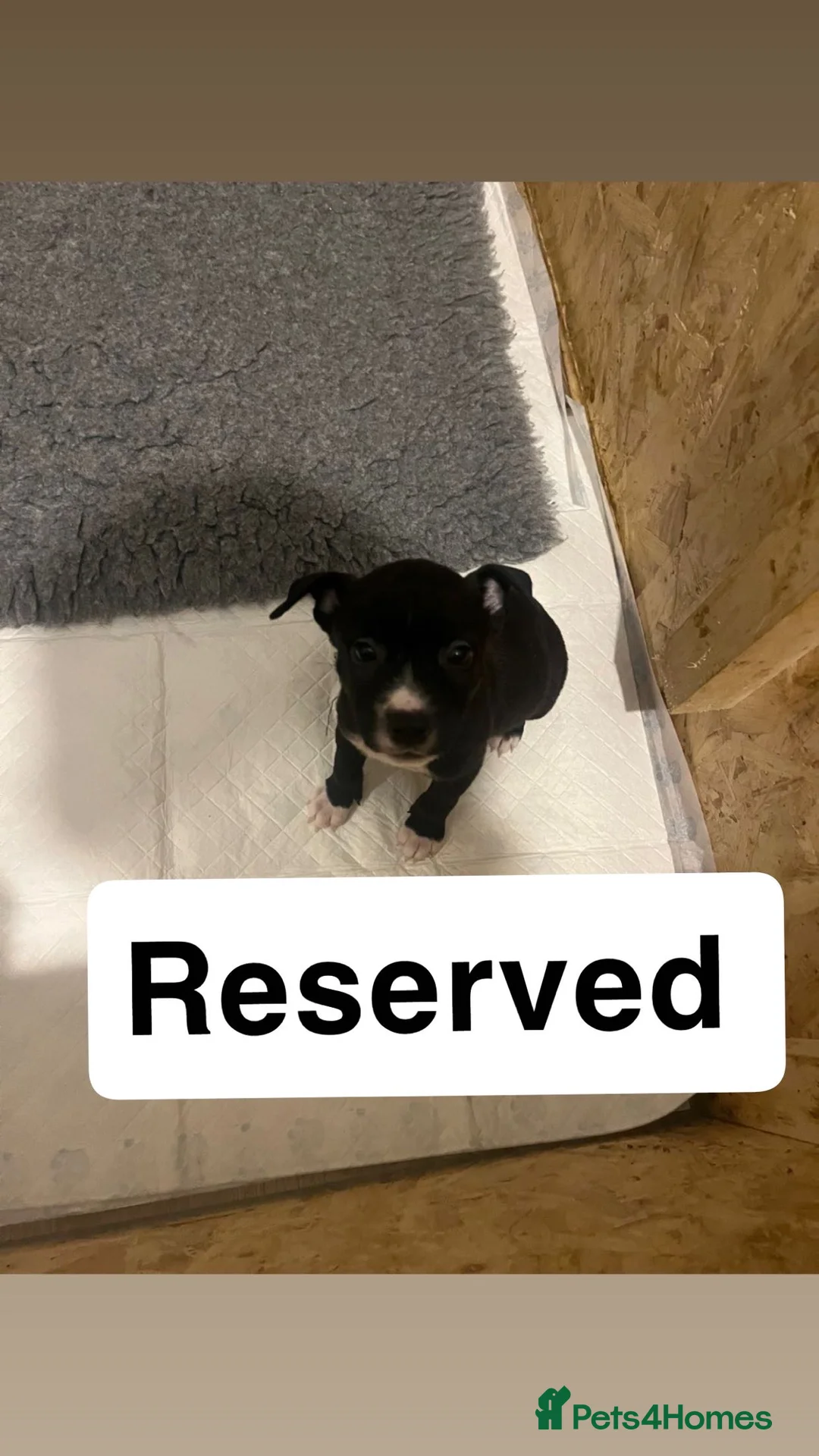 Mixed Breed dogs for sale: 2 Lurcher x Staffy pups left - READY TO LEAVE! - Advert 21