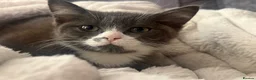 Ragdoll cats for sale: Ragdoll X kittens *READY TO LEAVE* - Advert 16