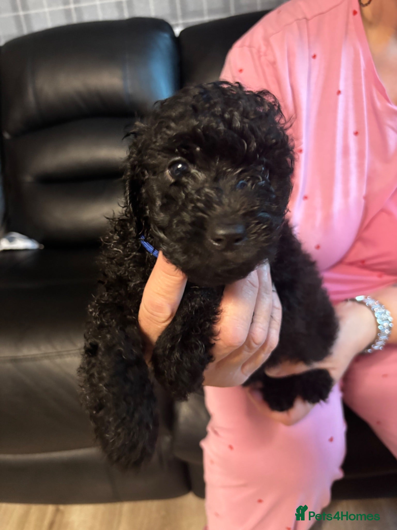 Cavapoo dogs Fb1 Cavapoos £850 - Advert 2